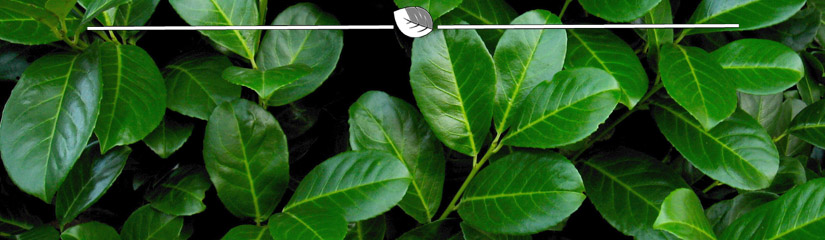 Prunus laurocerasus Novita - Laurier Novita blad
